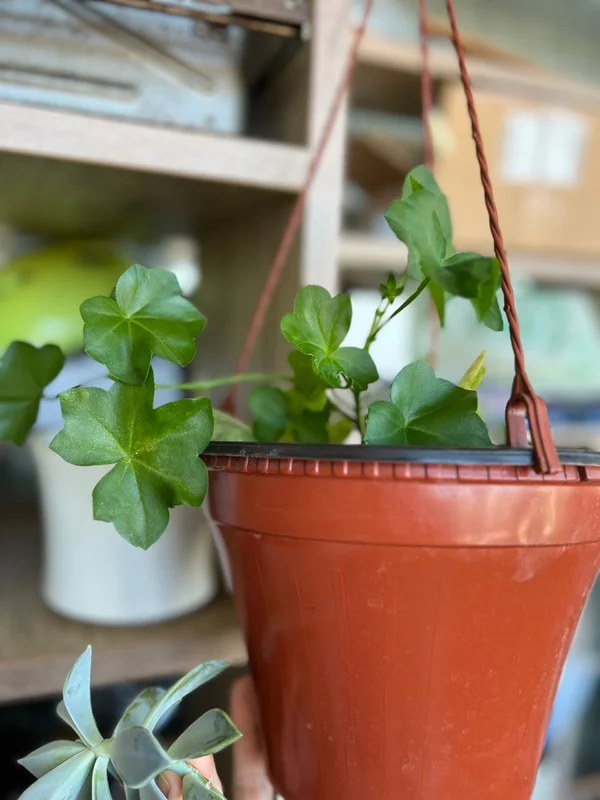 Герань ампельная