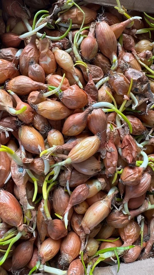 Лук на посев