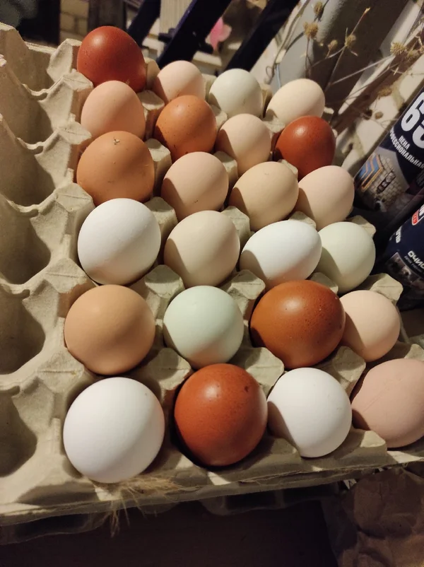 Домашние куриные яйца