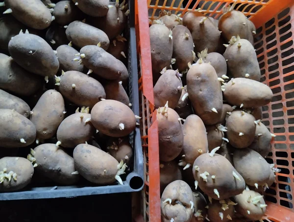 Картофель