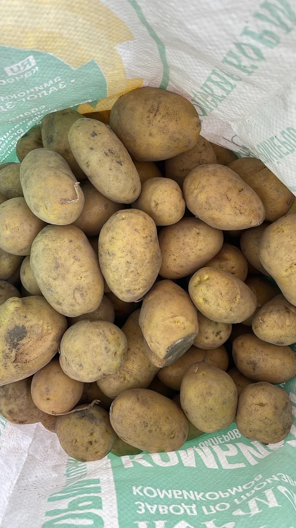 Картофель