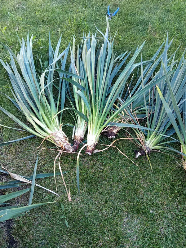 Саженцы Юкки нитчатой