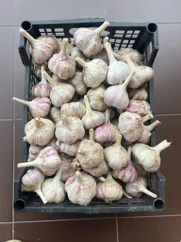 Чеснок
