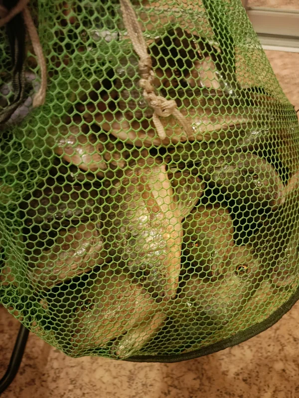 Рыба влапея