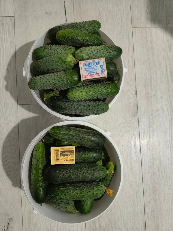 Огурцы