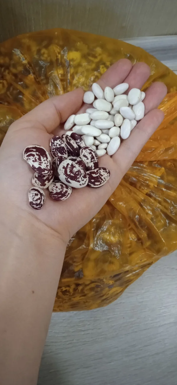 Фасоль