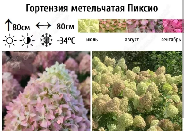 Гортензия