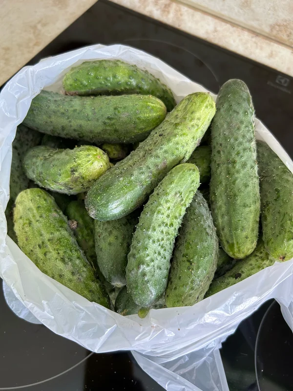 Огурцы грунтовые