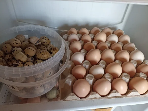 Куриное яйцо