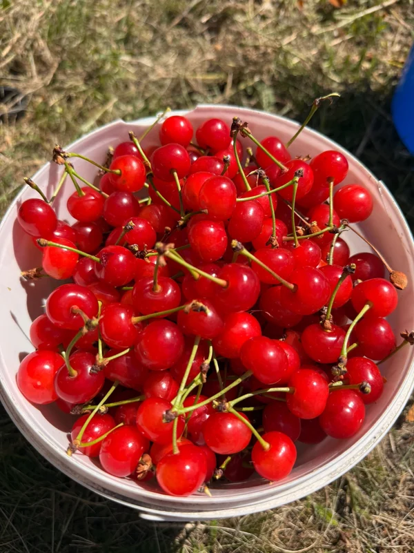 Вишня «Шпанка»