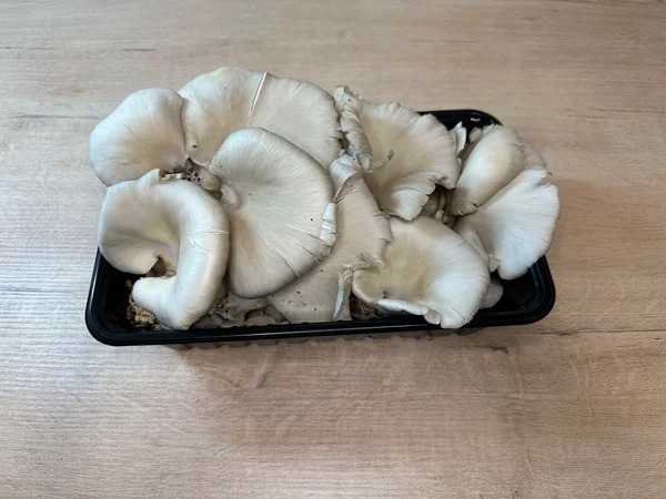 Грибы Вешенки