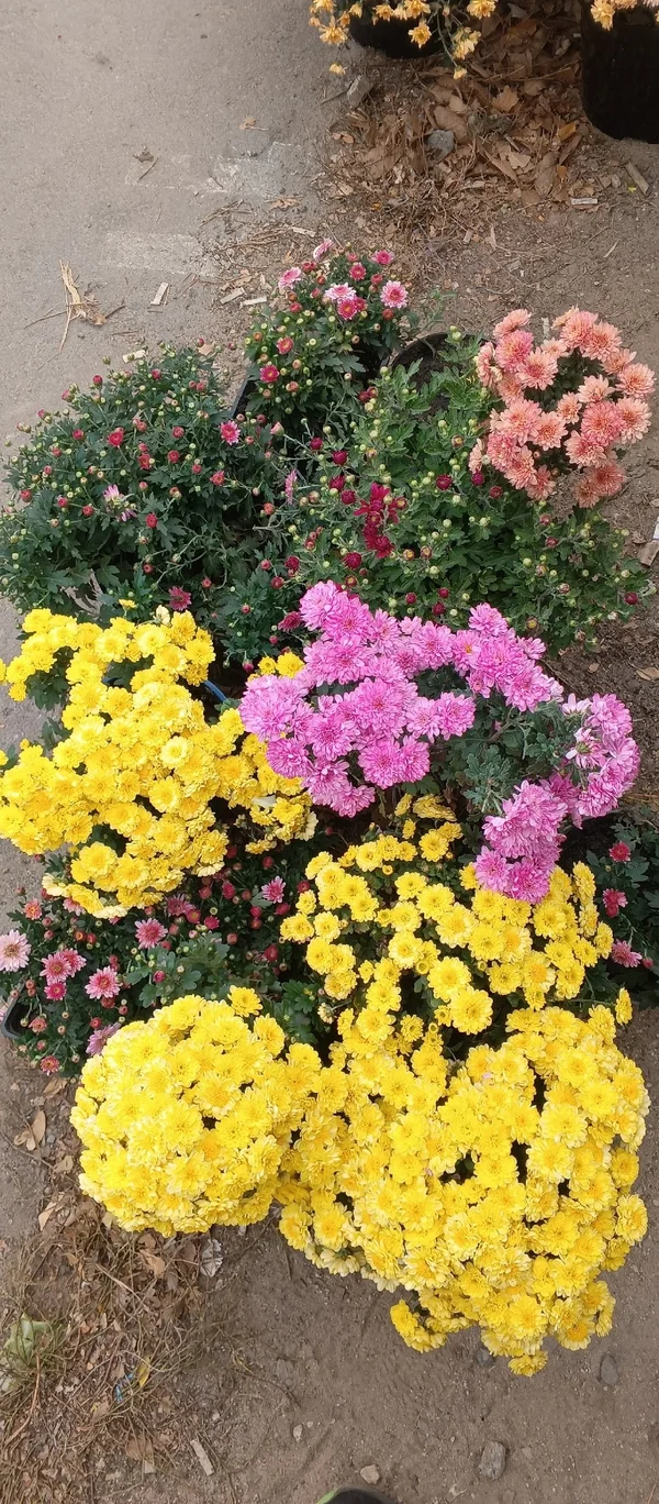 Капуста цветная