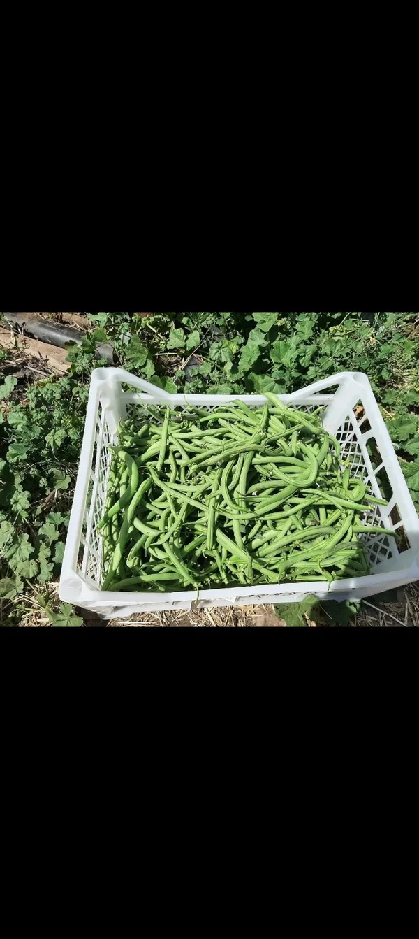Спаржевая фасоль