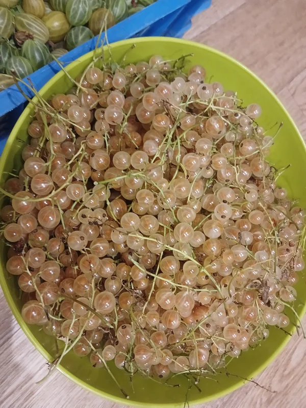 Смородина