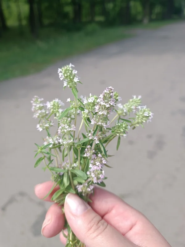 Чабрец