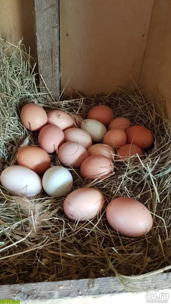Домашние куриные яйца