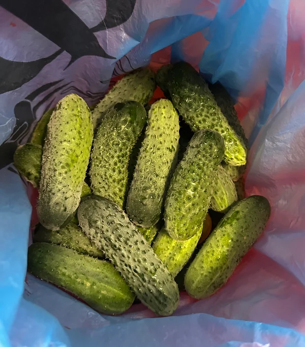 Огурцы