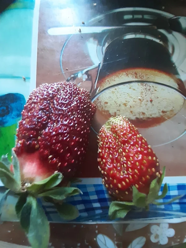 Саженцы клубники