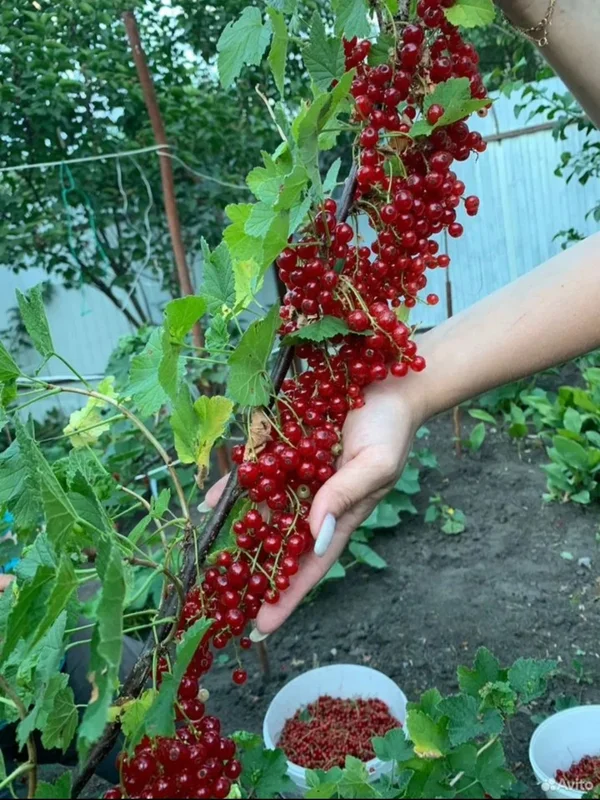 Красная смородина