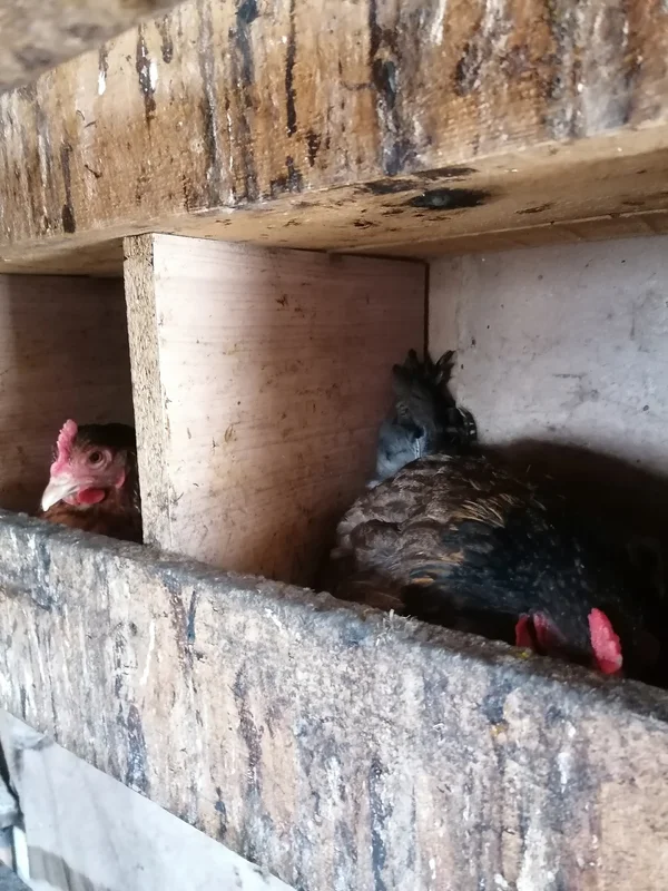 Домашние куриные яйца