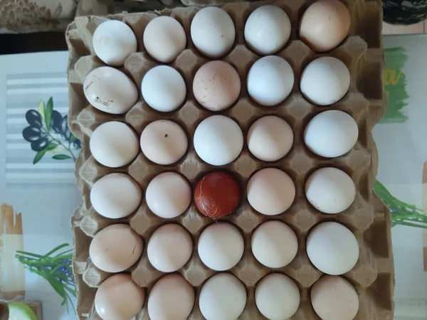 Яйцо домашнее куриное