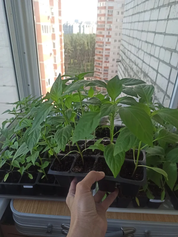 Перец Халапеньо