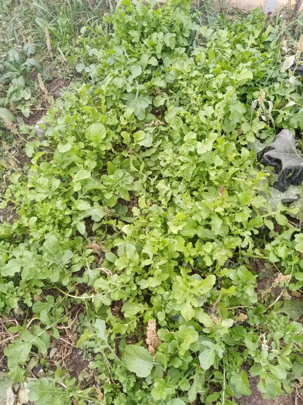 Руккола