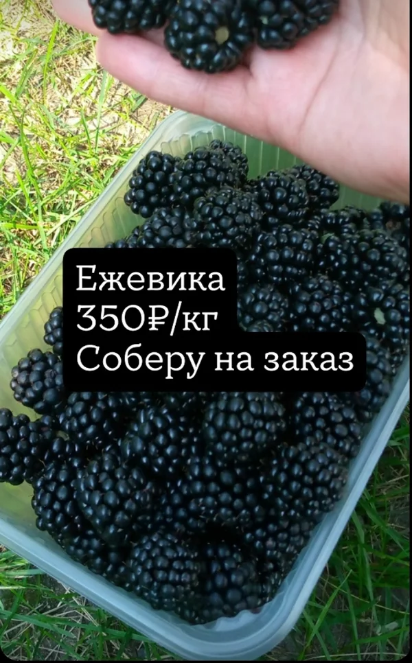 Ежевика