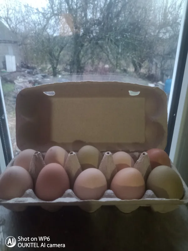 Куриные яйца