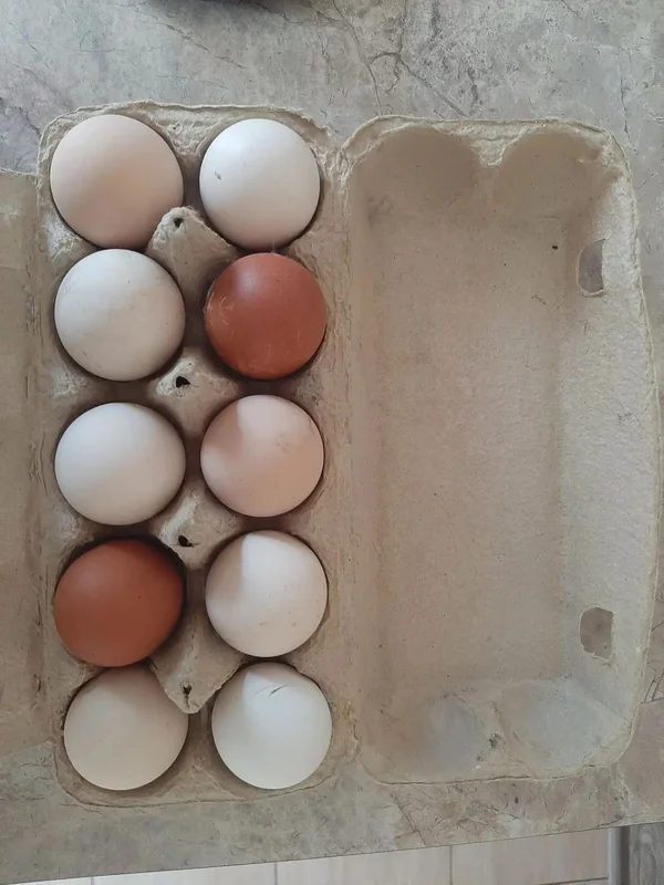 Яйцо куриное