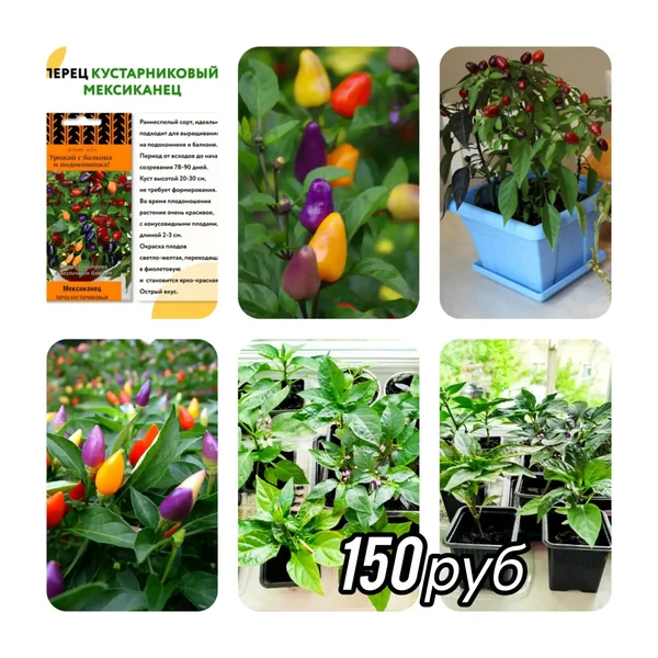 Перец для подоконника