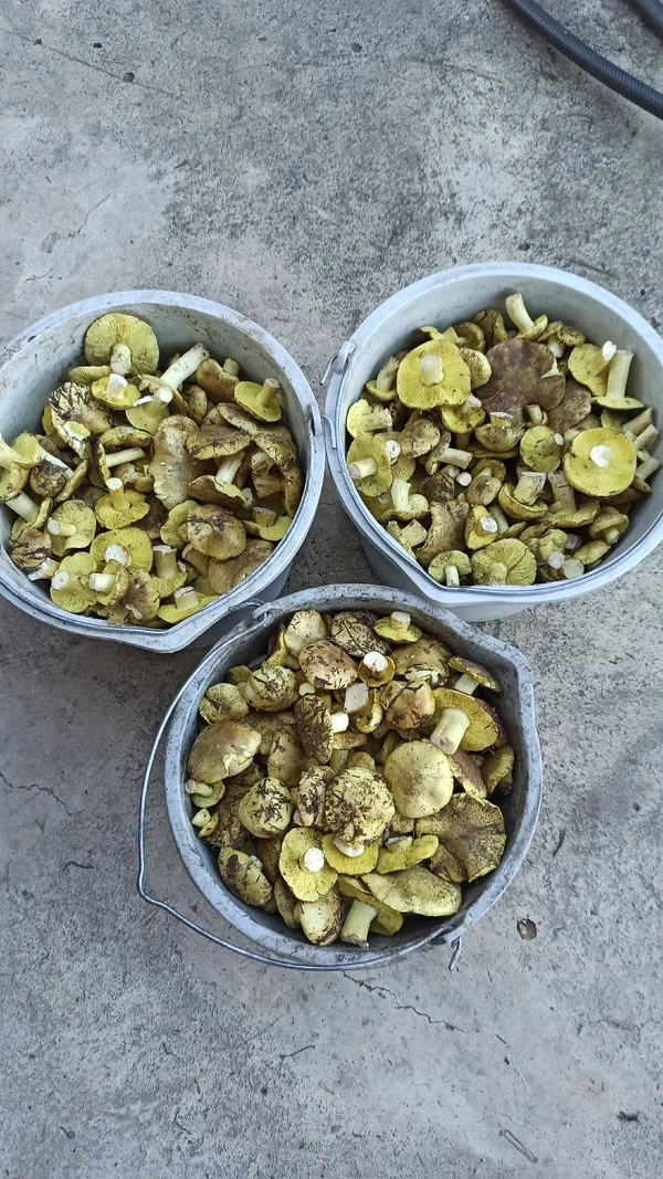 Зеленушки