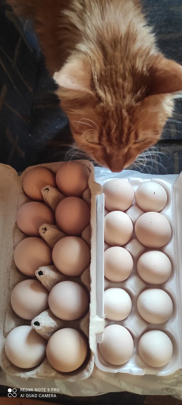 Яйцо куриное