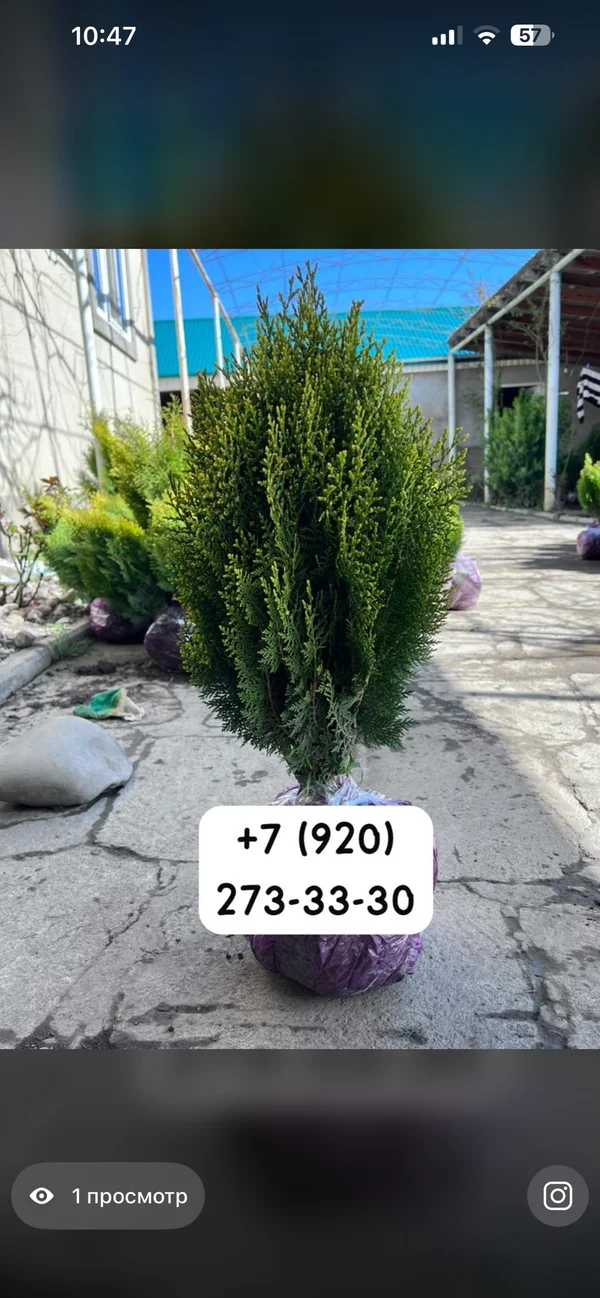 Туи разных видов