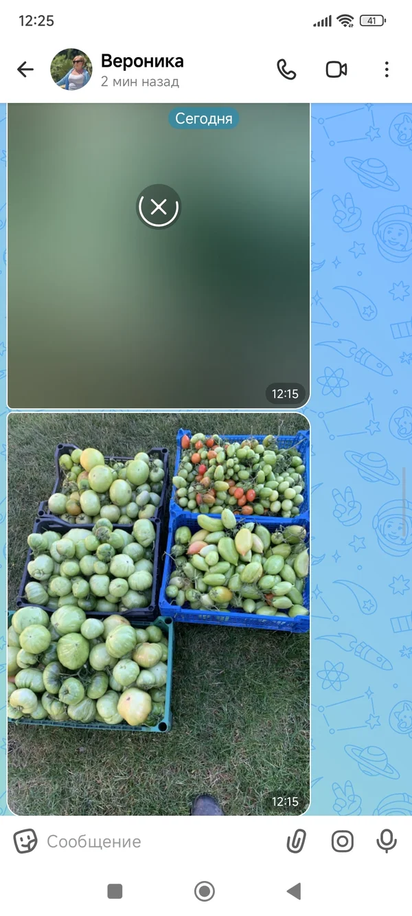Помидоры зелёные