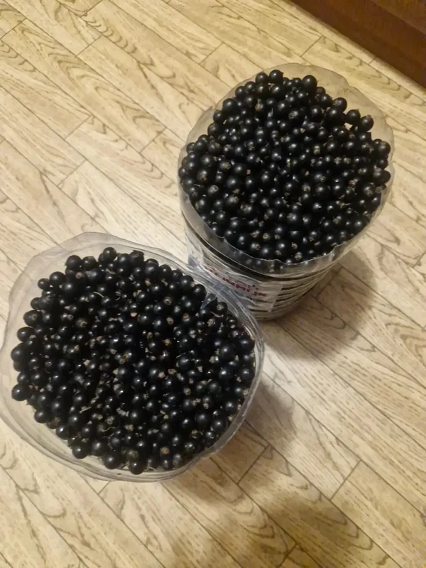 Смородина черная