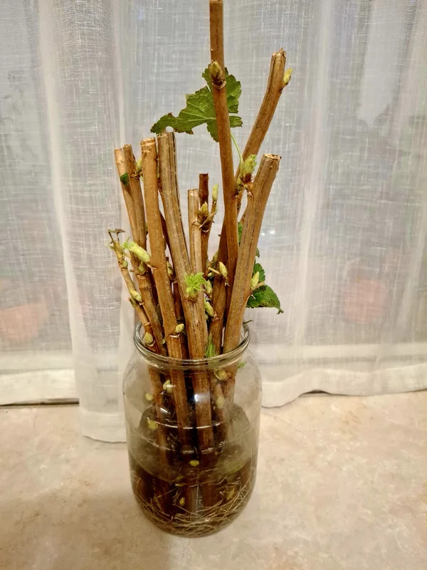 Яблоки Россошанка крупная