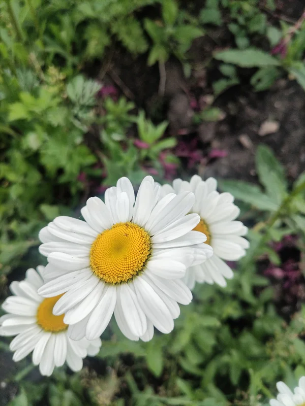 Ромашки