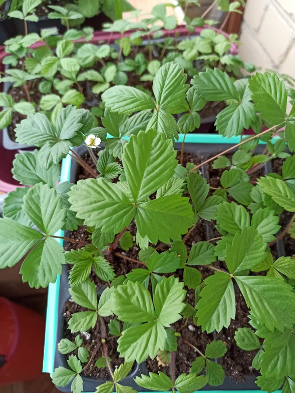 Рассада ремонтантной земляники Барон Солемахер