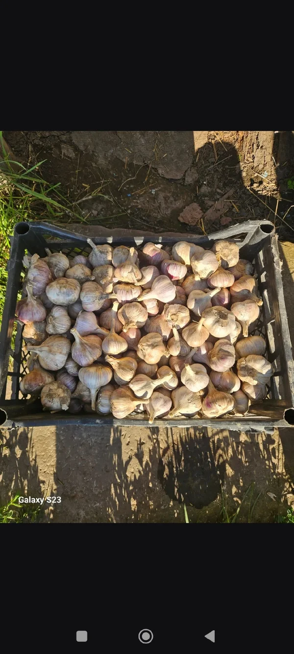Чеснок