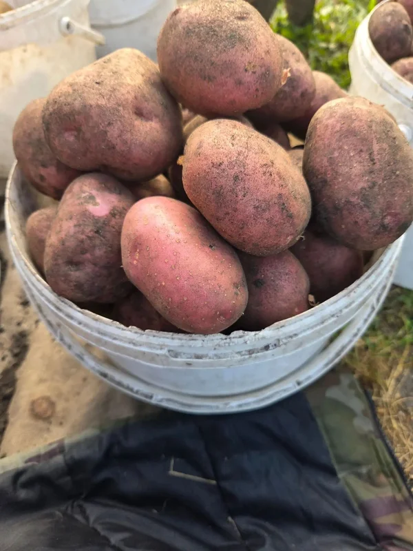 Картофель