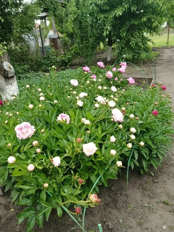 Пионы на срез