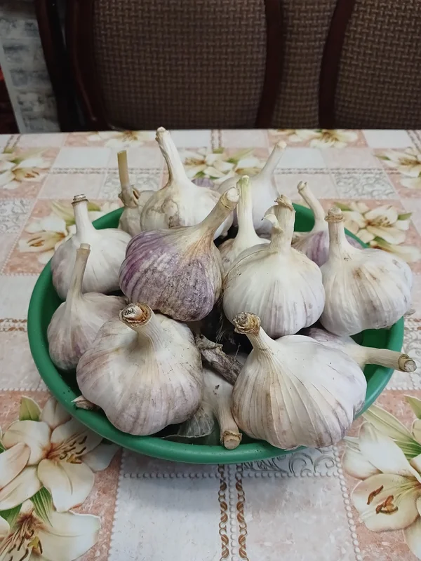 Чеснок