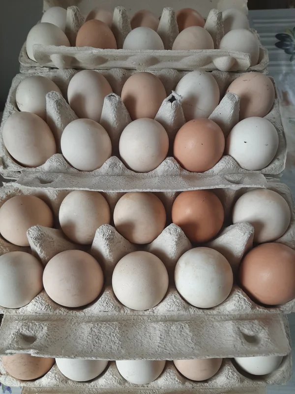 Куриное яйцо