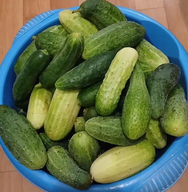 Домашние огурцы