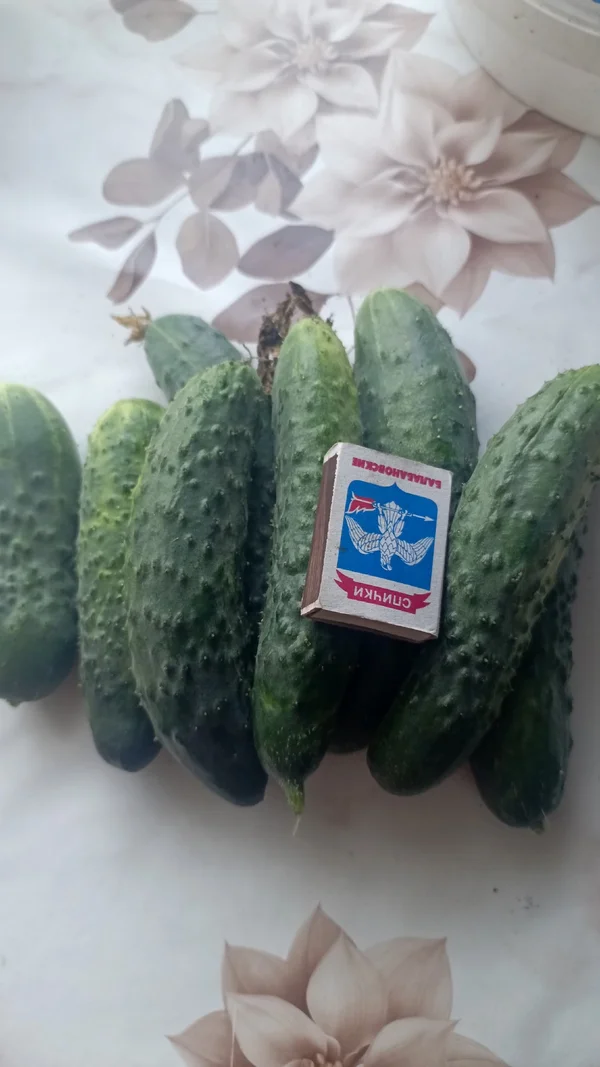 Огурцы