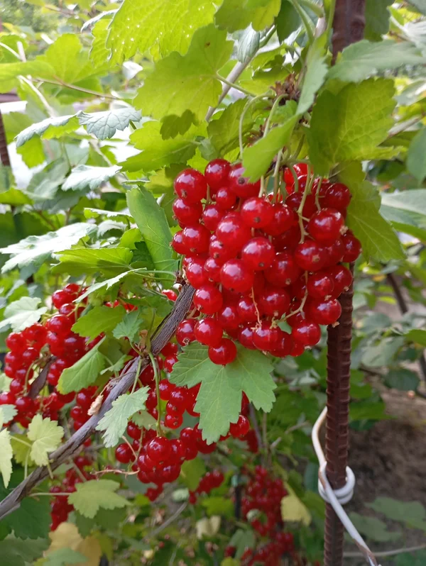 Красная смородина