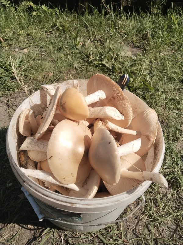 Грибы Толкачики