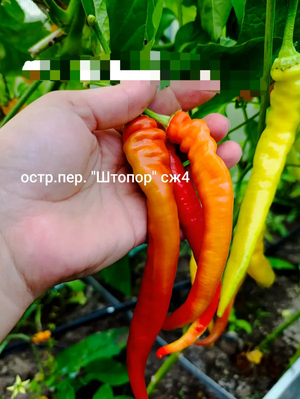 Помидоры