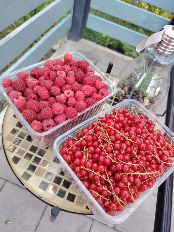 Красная смородина